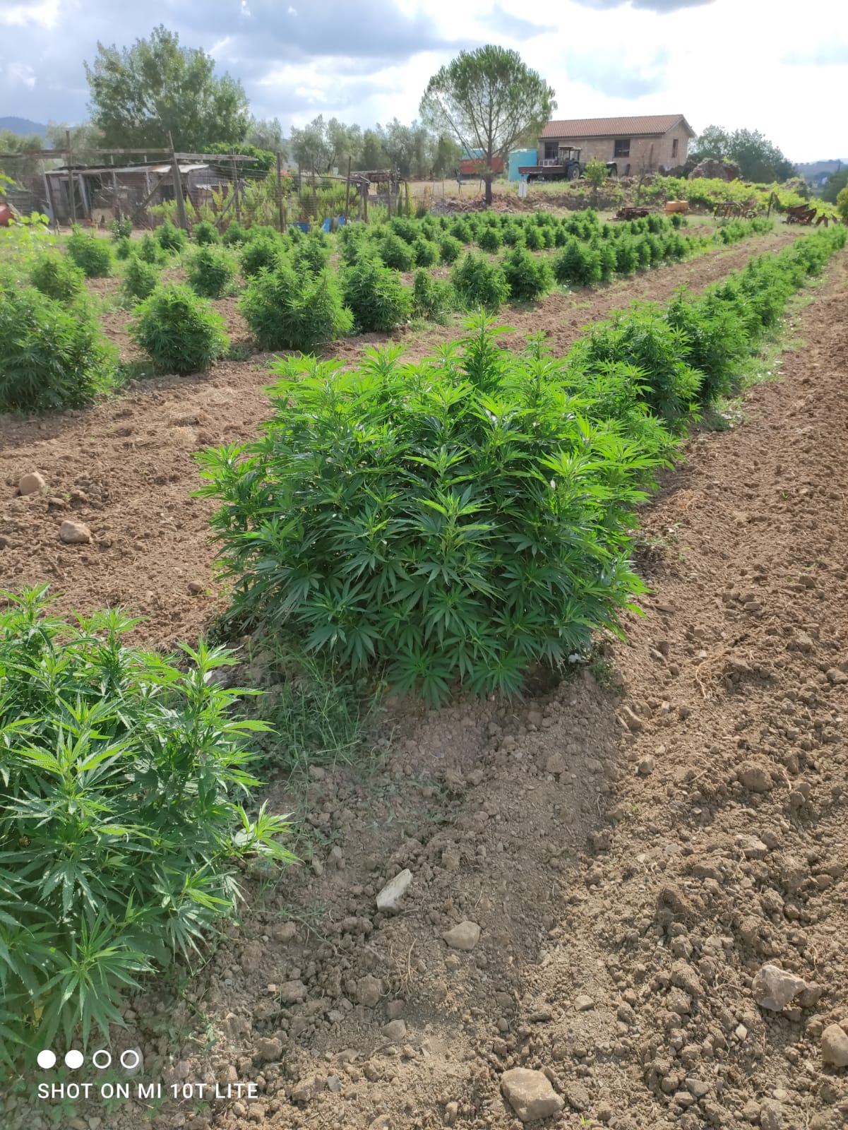 Canapa satival. e CBD