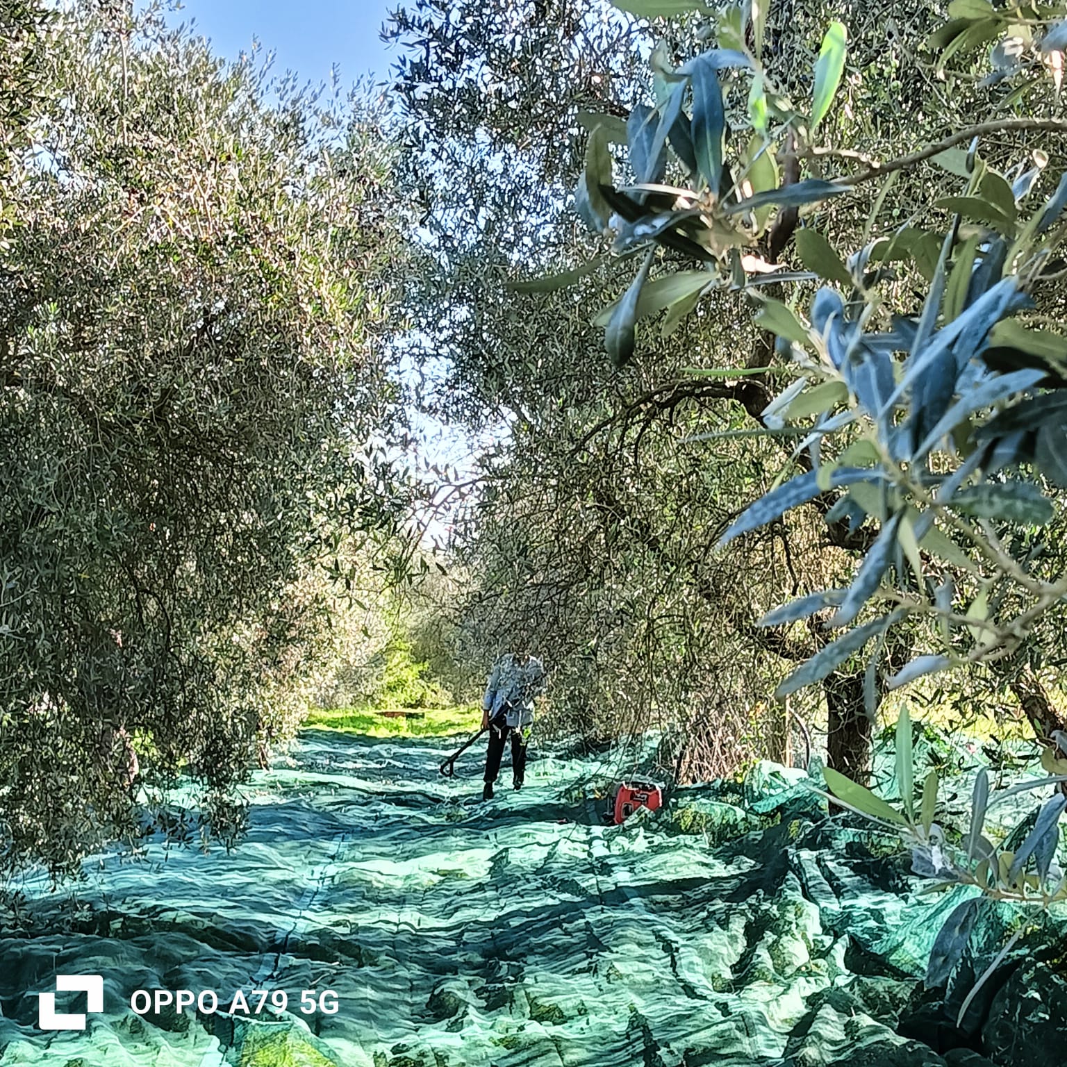 OLIO EXTRA VERGINE DI OLIVA _ Litri 5 - immagine 5