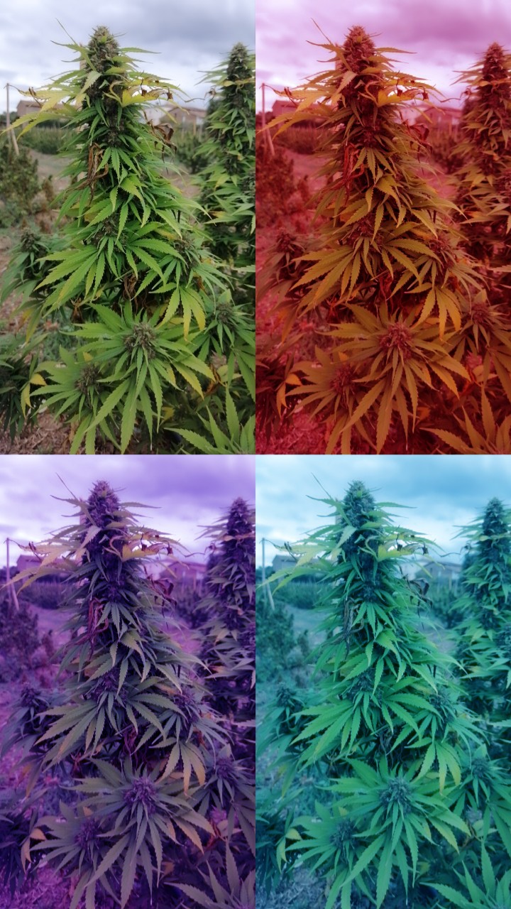 Benefici cbd sul corpo