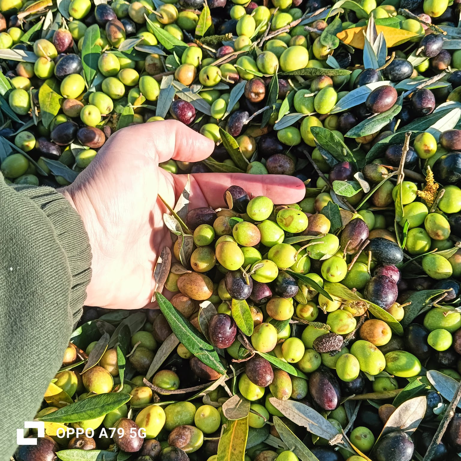 OLIO EXTRA VERGINE DI OLIVA _ Litri 5 - immagine 3