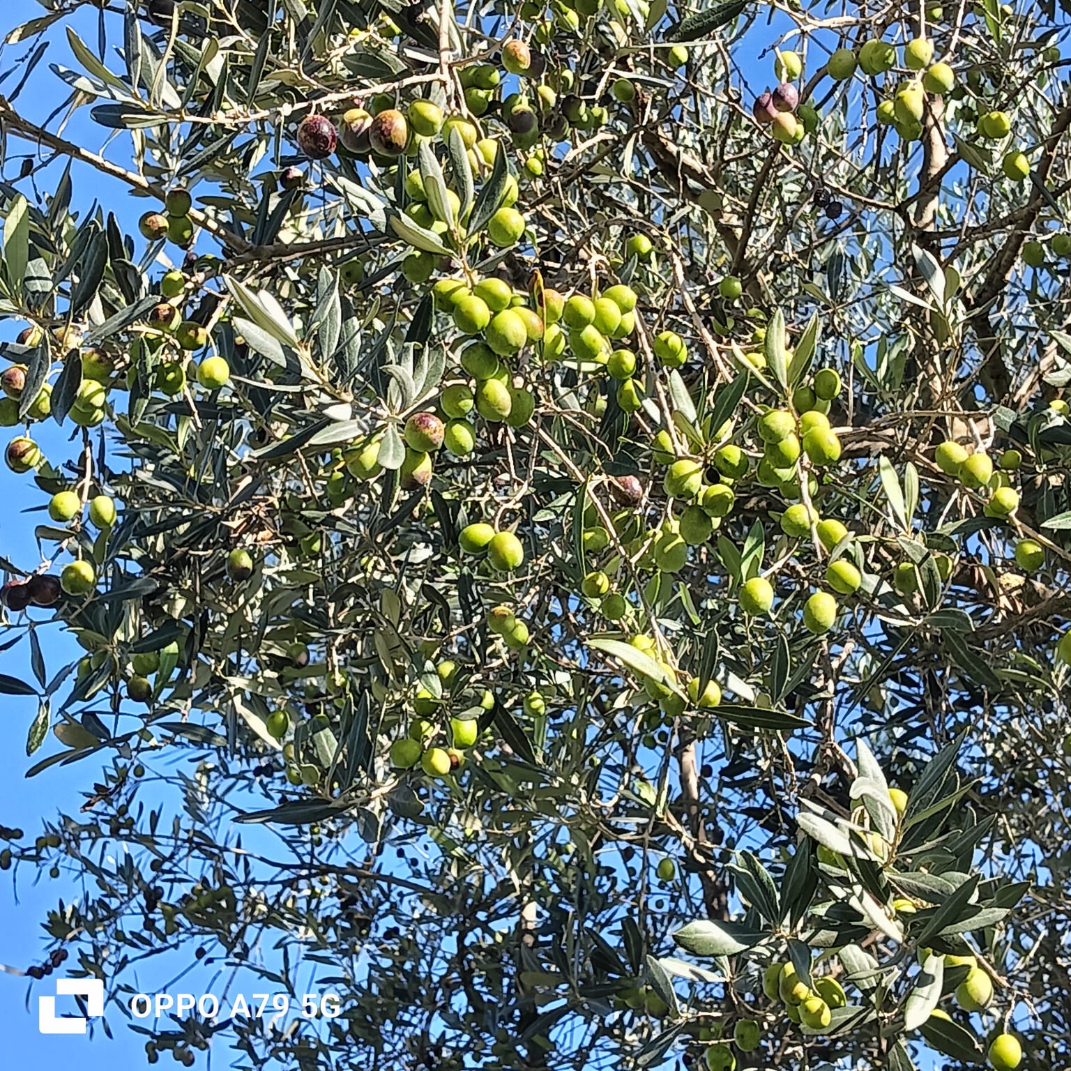 OLIO EXTRA VERGINE DI OLIVA _ Litri 5 - immagine 4