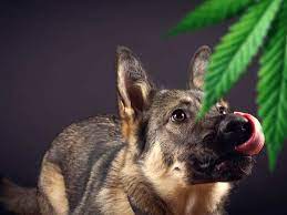 Olio cbd per animali